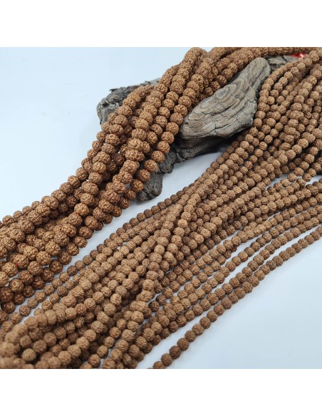 Graines Rudraksha Bodhi Shiva