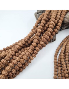 Graines Rudraksha Bodhi Shiva 2